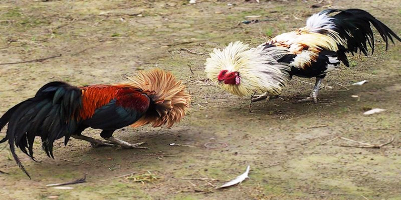 Giới thiệu chung về SV368 Đá Gà